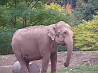 Elephant d'Asie (cla Mammiferes) (1)